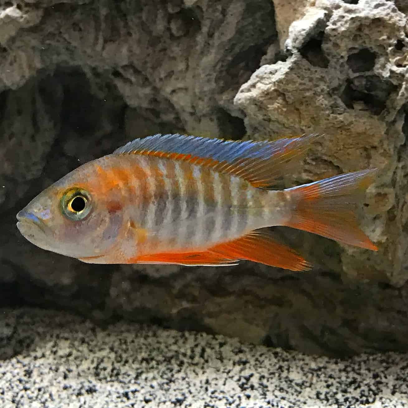 Live Fish - 6 Eureka Red Peacock Aulonocara African Cichlid 1.25